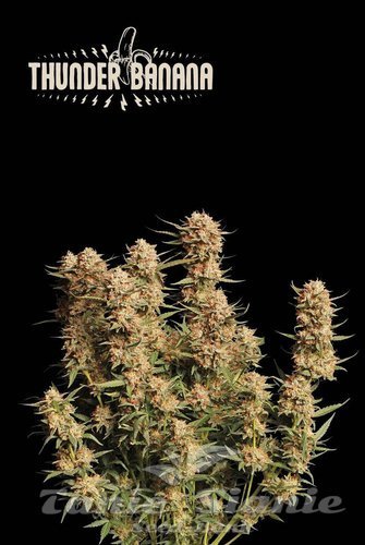 Thunder Banana Auto - SEED STOCKERS