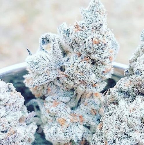 Triple Kush Breath - INHOUSE GENETICS