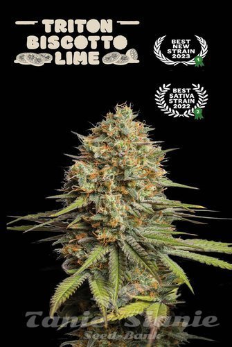 Triton Biscotto Lime Auto - SEED STOCKERS