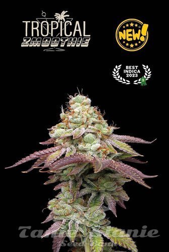 Tropical Zmoothie - SEED STOCKERS