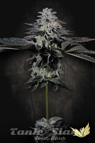 Nasiona Marihuany Tropicana Crush - PARADISE SEEDS