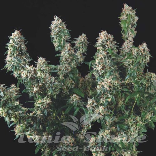 Nasiona Marihuany Tutankhamon x Cookies USA - PYRAMID SEEDS