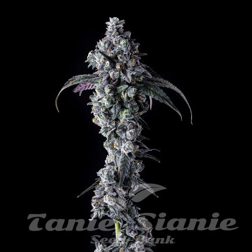 UK Riot - COMPOUND GENETICS
