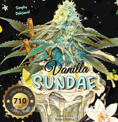 Nasiona Marihuany Vanilla Sundae - T.H. SEEDS