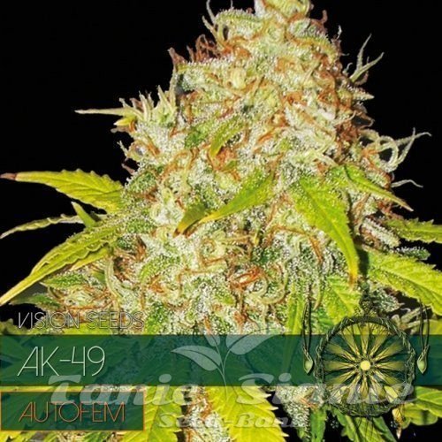 Nasiona Marihuany AK 49 Auto - Vision Seeds