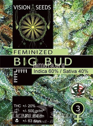 Nasiona Marihuany Big Bud - Vision Seeds