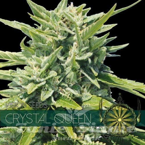 Nasiona Marihuany Crystal Queen - Vision Seeds