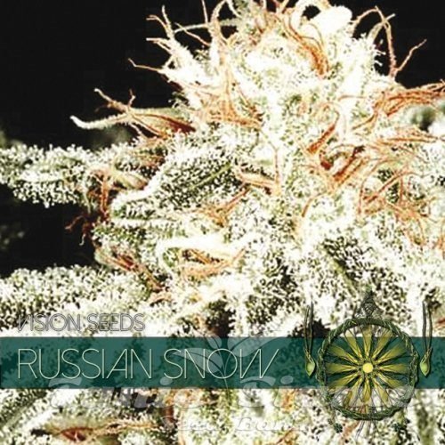 Nasiona Marihuany Russian Snow - Vision Seeds