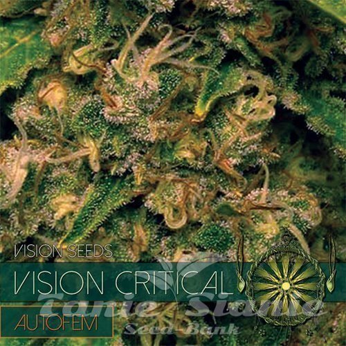 Nasiona Marihuany Vision Critical Auto - Vision Seeds