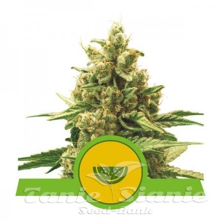 Nasiona Marihuany Watermelon Auto - ROYAL QUEEN SEEDS