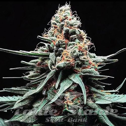 Watermelon Zkittlez Auto
