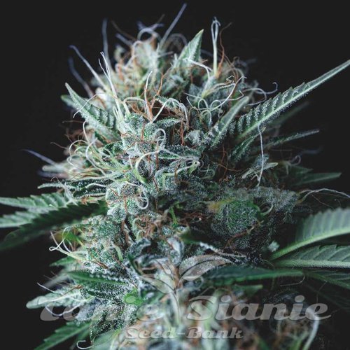 Nasiona Marihuany Wembley x Mendocino - PYRAMID SEEDS