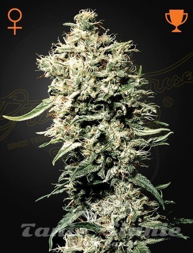 Nasiona Marihuany White Rhino - GREEN HOUSE SEEDS