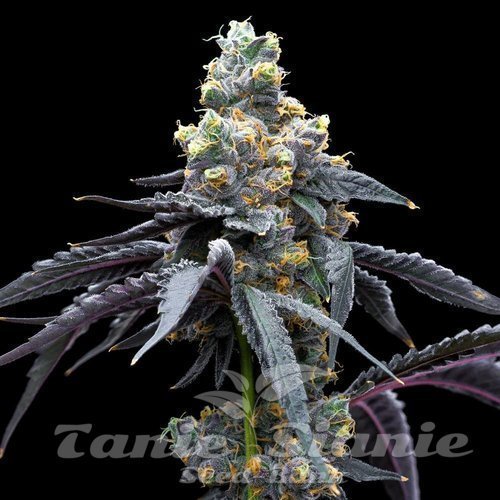 White Runtz x Hollywood - COOKIES SEEDS