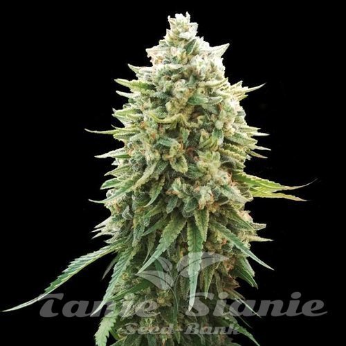 White Russian F1