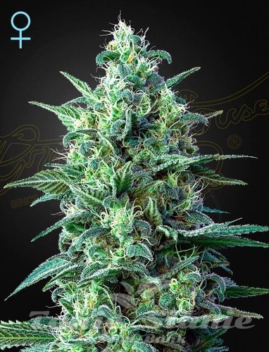 Nasiona Marihuany White Widow Auto CBD - GREEN HOUSE SEEDS