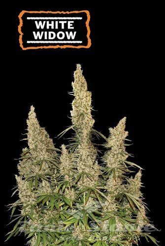 White Widow Auto - SEED STOCKERS