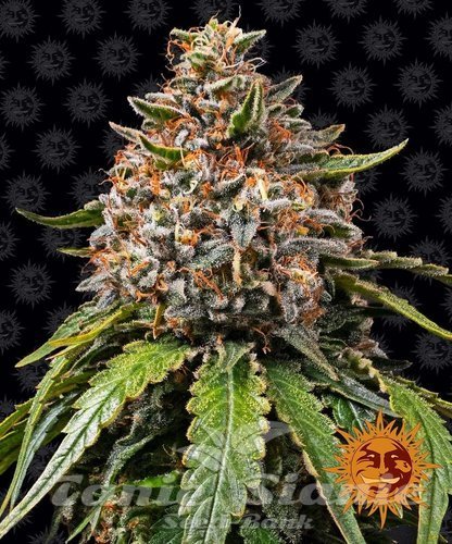 Nasiona Marihuany White Widow XXL - BARNEY'S FARM