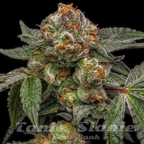 Nasiona Marihuany Zake - RIPPER SEEDS