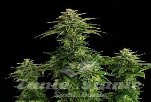 Nasiona Marihuany Zkittlez - KANNABIA SEED
