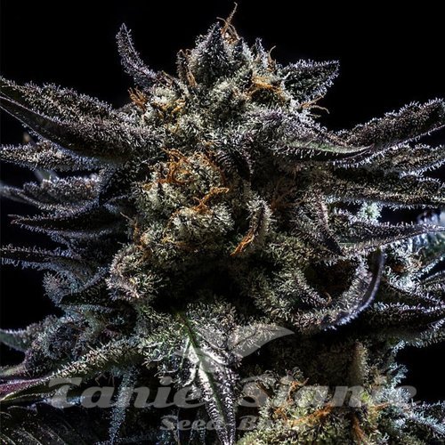 Nasiona Marihuany Zombie Kush Auto - RIPPER SEEDS
