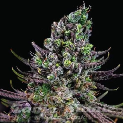 Zookies