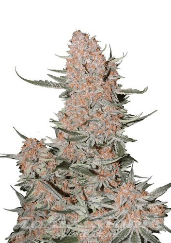 Nasiona Marihuany Ztrawberriez Auto - FASTBUDS