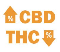 Nasiona CBD THC 0.2-0.7%