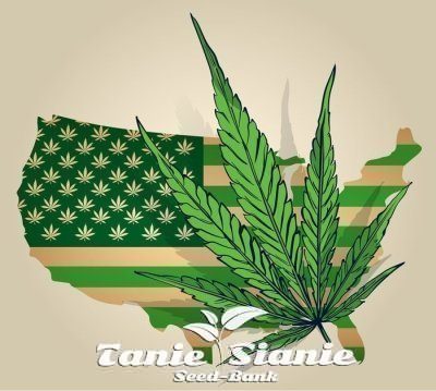 Oklahoma i Pensylwania mogą wkrótce zalegalizować marihuanę dla dorosłych