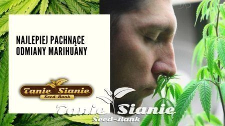 Najlepiej pachnące odmiany marihuany