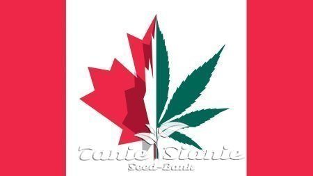 Oczy globalnego przemysłu marihuany znajdują się w Kanadzie, ponieważ legalizuje ona użytkowanie rekreacyjne