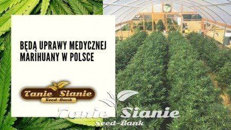 Będą uprawy medycznej marihuany w Polsce