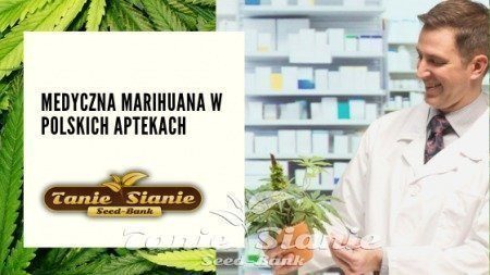 Medyczna marihuana w Polskich aptekach