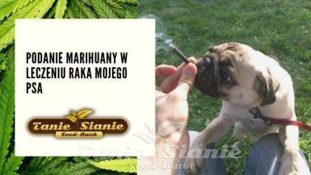 Podanie marihuany w leczeniu raka mojego psa