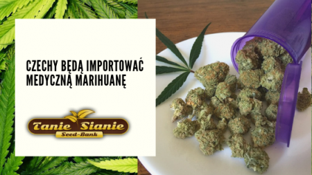 Czechy będą importować medyczną marihuanę