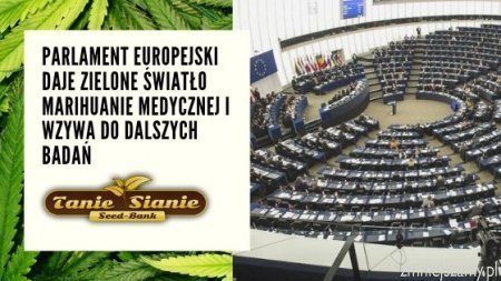 Parlament Europejski daje zielone światło marihuanie medycznej i wzywa do dalszych badań