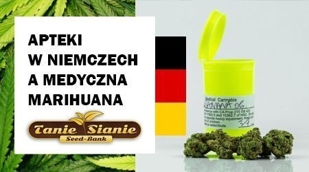 Apteki w Niemczech a medyczna marihuana